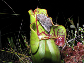 1st place Kyle Johnson Night Life on Pitcher plant