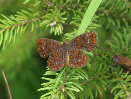 2nd place Dorothy Legler Swamp Metalmark