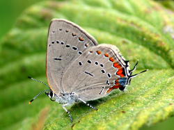 1st Place Karl Legler Acadian Hairstreak