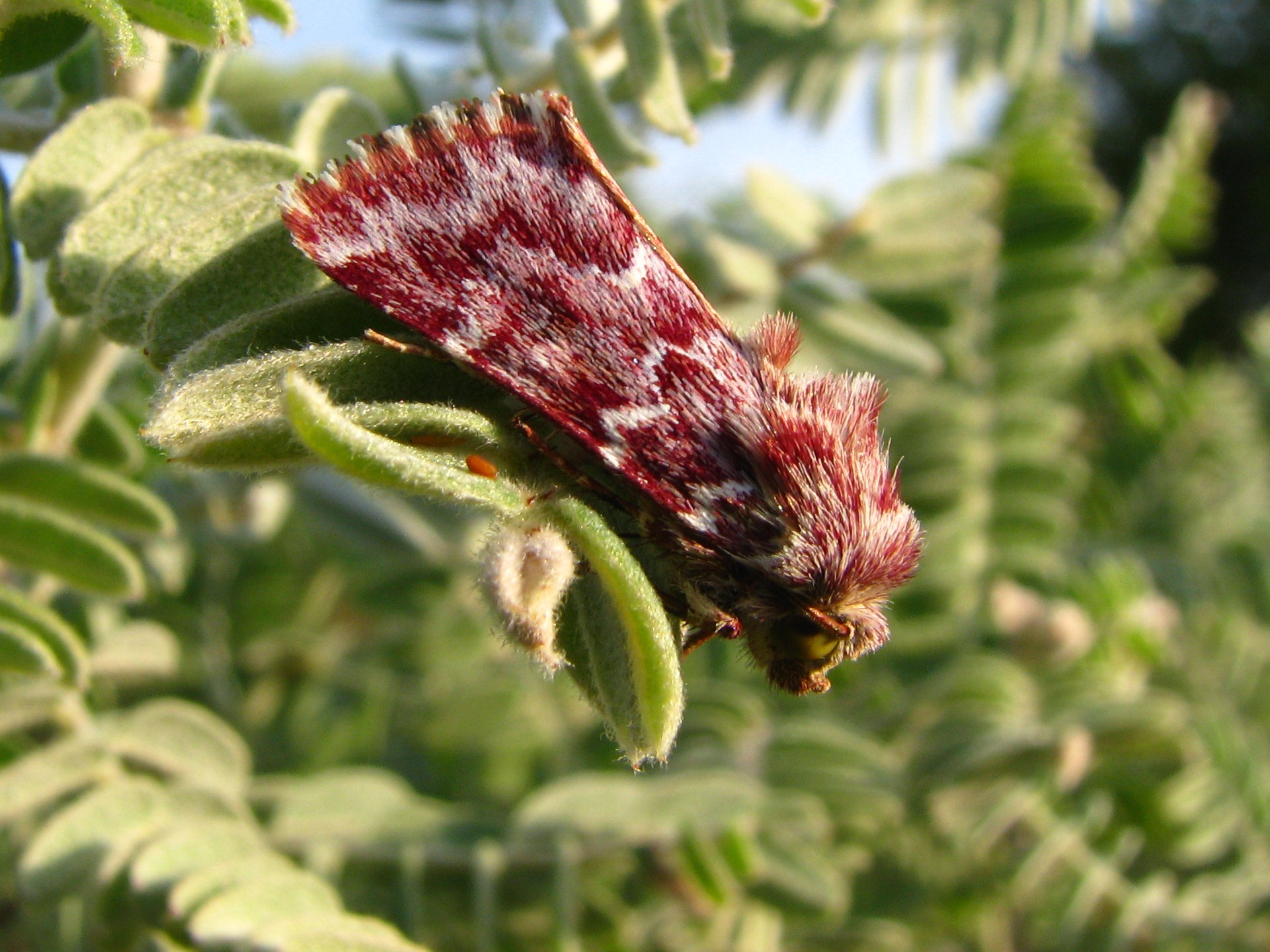 2nd Place, ) Kyle Johnson, Leadplant Moth, Schinia lucens