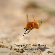 1st place 2010 Ann Thering Bee Fly Jig