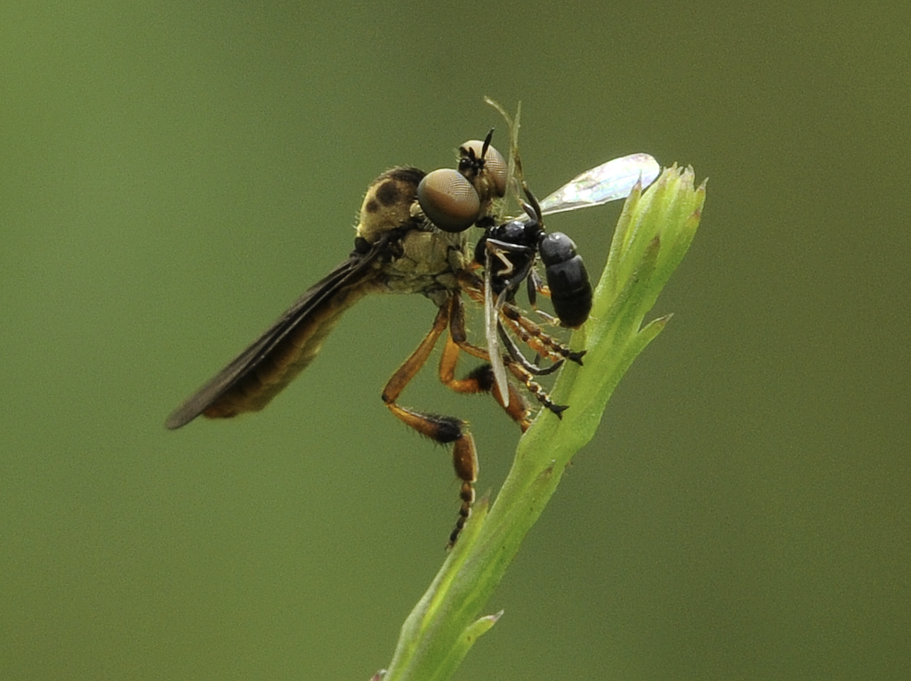 2nd place 2010 Robber Fly & Prey Mike Reese 