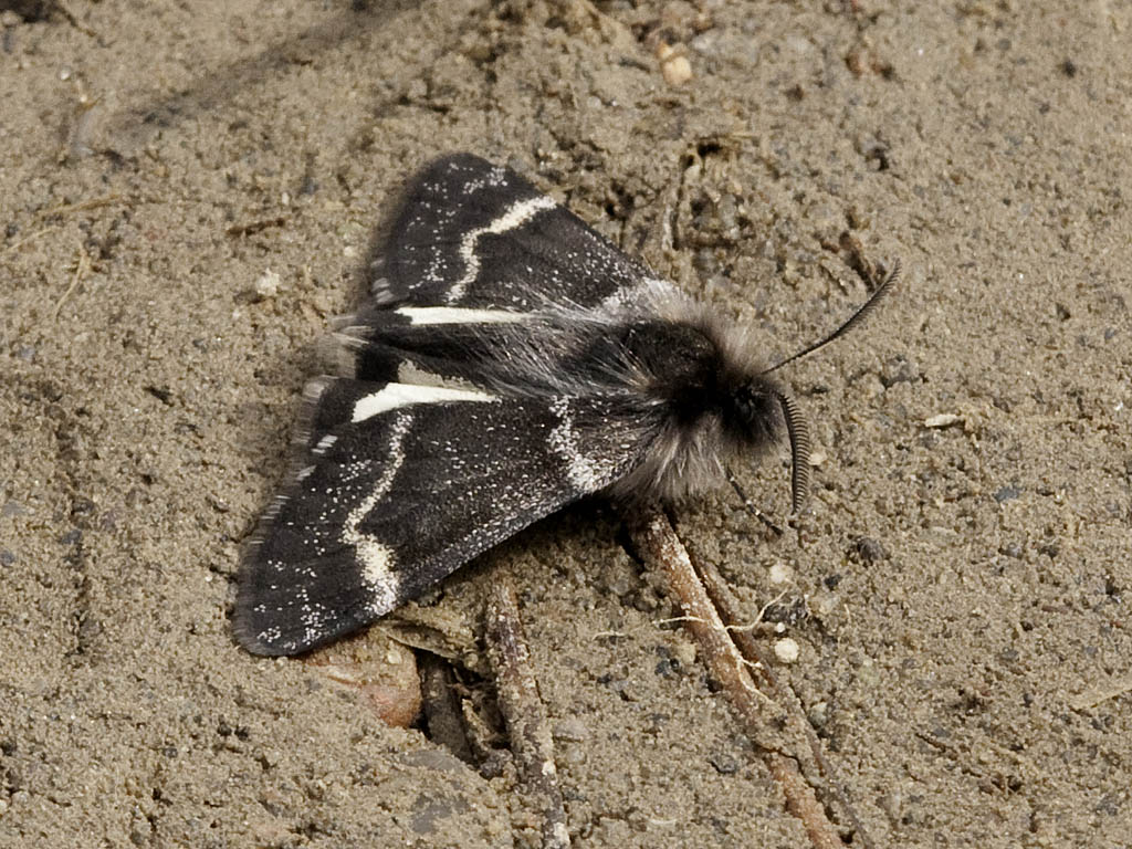 Leucobrephos brephoides, Mike Reese