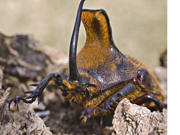 3rd place 2010 Rhinoceros Beetle  Kari Gullickson