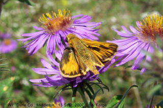 Fiery Skipper, taken by Les Ferge